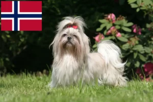Lire la suite à propos de l’article Éleveurs de Shih Tzu et chiots en Norvège