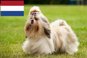 Lire la suite à propos de l’article Éleveurs de shih tzu et chiots aux Pays-Bas