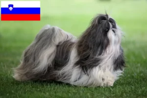 Lire la suite à propos de l’article Éleveurs de Shih Tzu et chiots en Slovénie