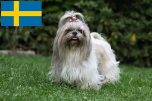 Lire la suite à propos de l’article Éleveurs de Shih Tzu et chiots en Suède