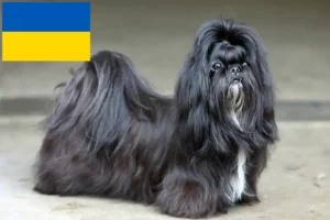 Lire la suite à propos de l’article Éleveurs de Shih Tzu et chiots en Ukraine