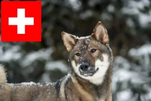Lire la suite à propos de l’article Éleveurs de Shikoku et chiots en Suisse