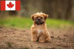 Lire la suite à propos de l’article Éleveurs et chiots de Shorkie au Canada