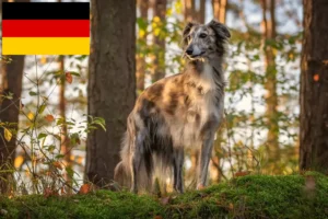 Lire la suite à propos de l’article Silken Windsprite éleveurs et chiots en France