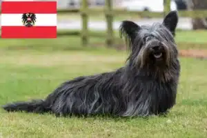 Lire la suite à propos de l’article Éleveurs de Skye Terrier et chiots en Autriche