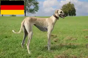 Lire la suite à propos de l’article Éleveurs de Sloughi et chiots en Allemagne
