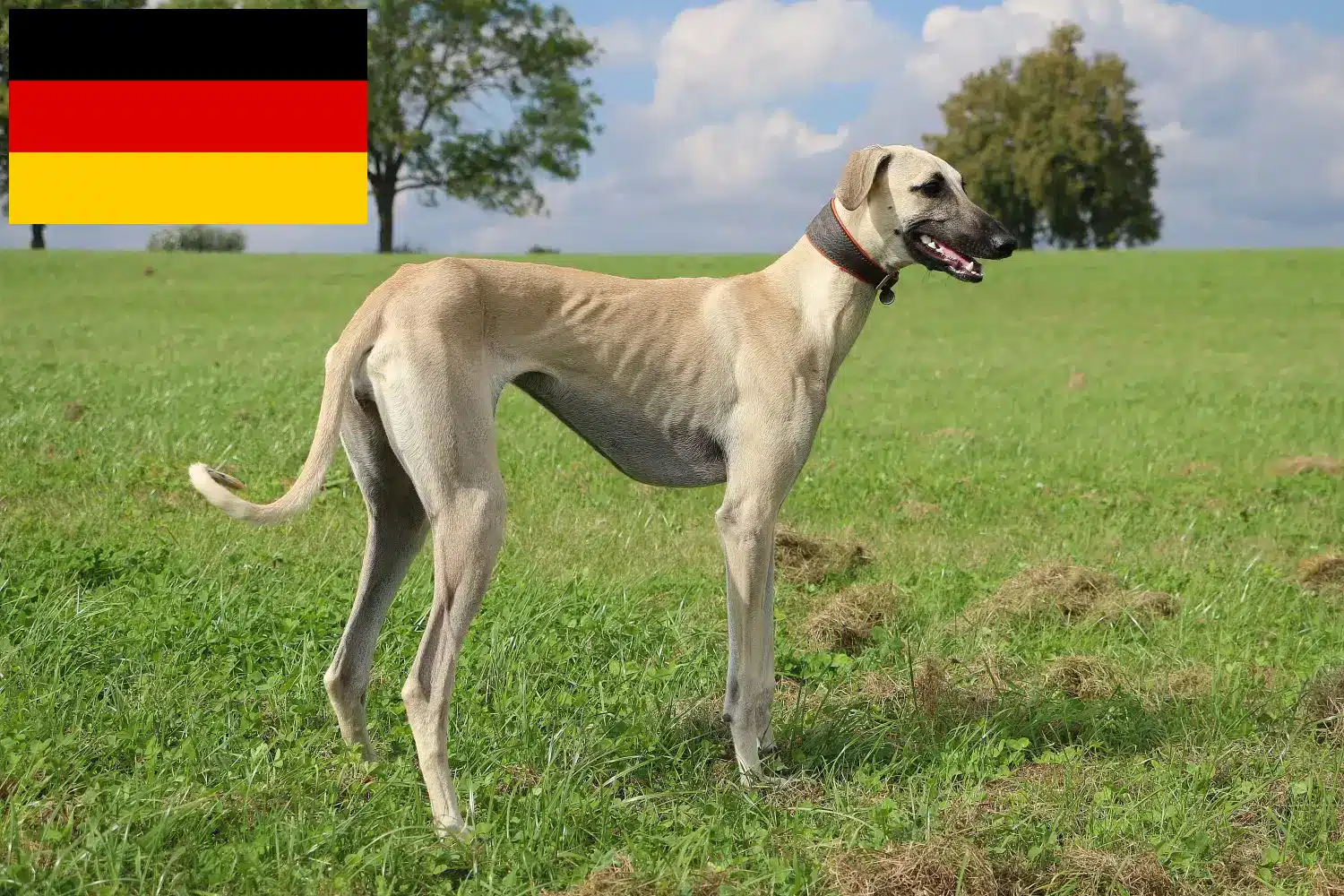 Sloughi chiots et éleveurs Allemagne Ici, tu trouveras des éleveurs de Sloughis en Allemagne.