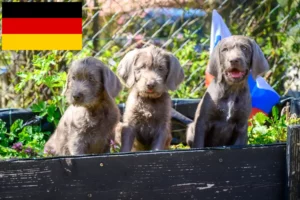 Lire la suite à propos de l’article Éleveurs de Slovaques à barbe dure et chiots en Allemagne