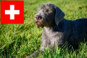 Lire la suite à propos de l’article Éleveurs de Slovaques à poil dur et chiots en Suisse