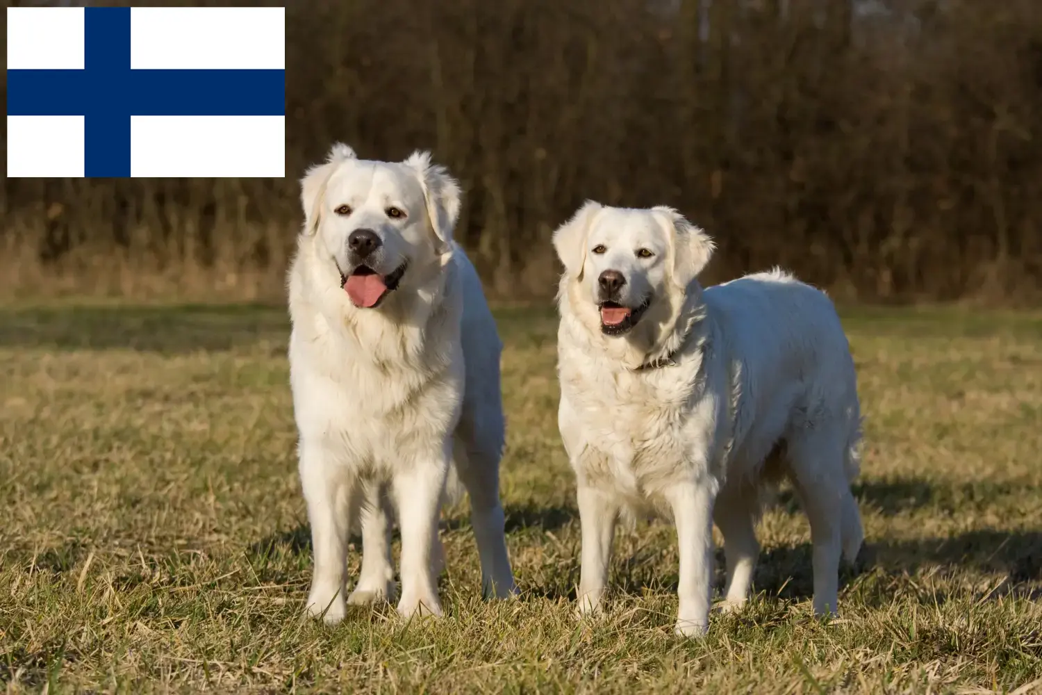 Slovensky Cuvac Chiots et éleveurs Finlande Ici tu trouves des éleveurs de Slovensky Cuvacs en Finlande.