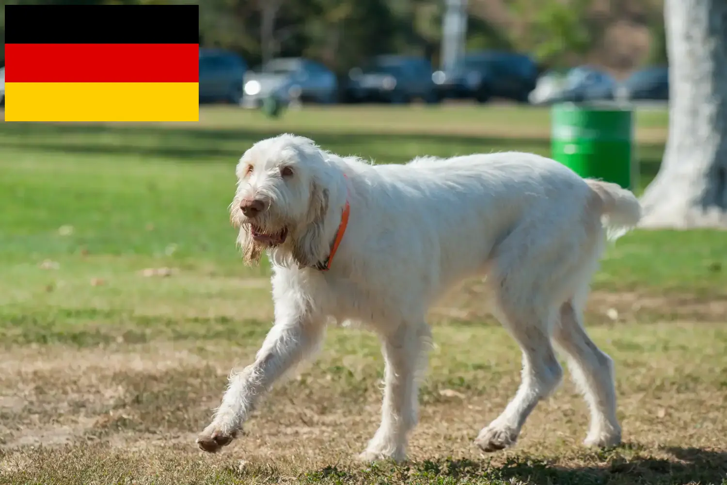 Spinone Italiano Chiots et éleveurs Allemagne Ici vous trouverez des éleveurs de Spinone Italianos en France.