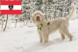 Lire la suite à propos de l’article Spinone Italiano éleveurs et chiots en Autriche