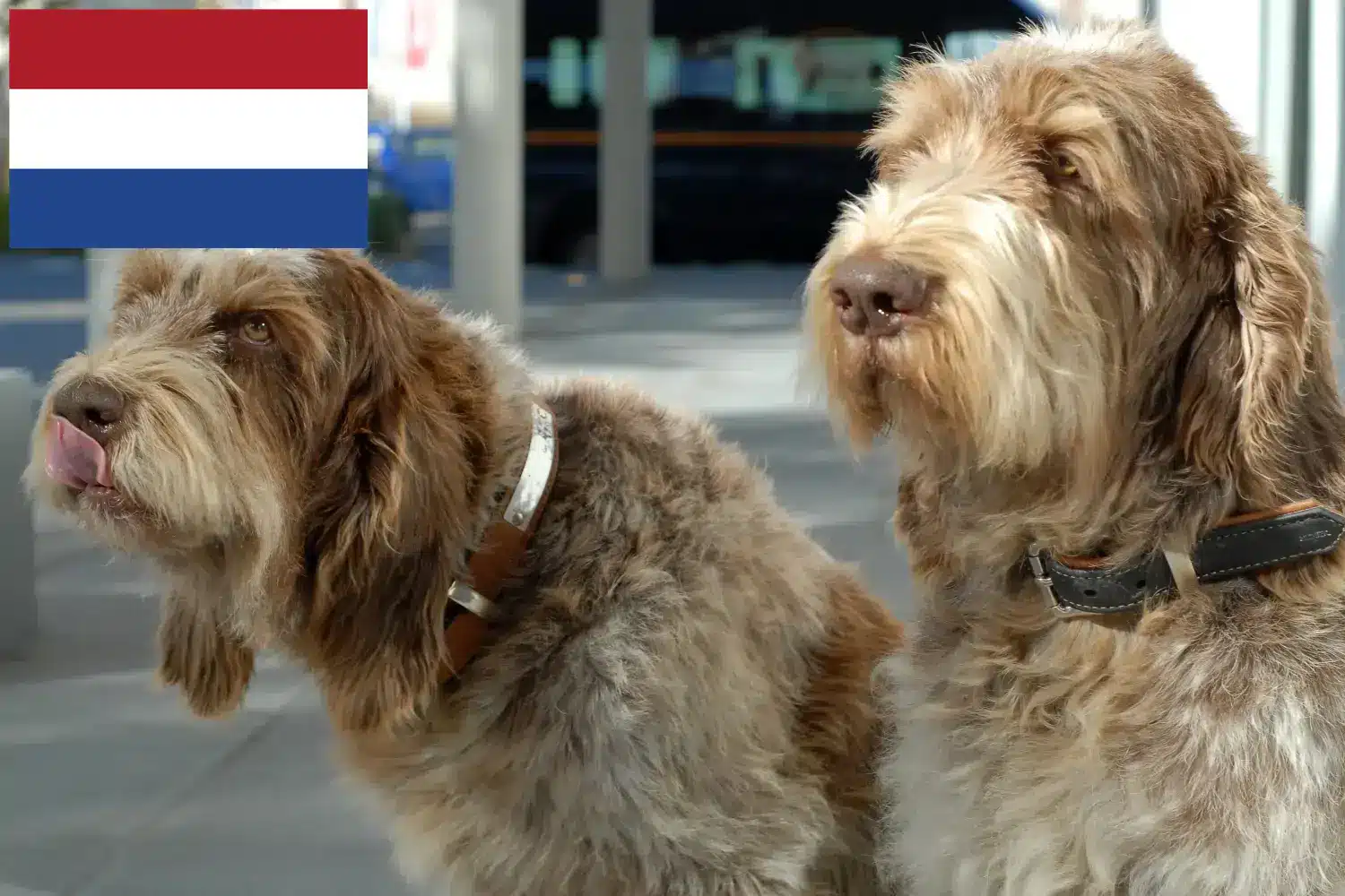 Spinone Italiano chiots et éleveurs Pays-Bas Ici, tu trouveras des éleveurs de Spinone Italianos aux Pays-Bas.