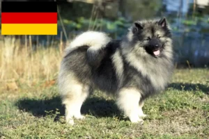 Lire la suite à propos de l’article Éleveurs de Spitz et chiots en Allemagne