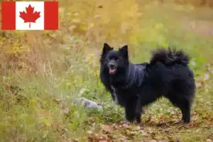 Lire la suite à propos de l’article Éleveurs de Spitz et chiots au Canada