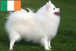 Lire la suite à propos de l’article Éleveurs de Spitz et chiots en Irlande