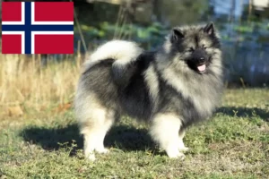Lire la suite à propos de l’article Éleveurs de spitz et chiots en Norvège