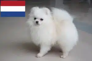 Lire la suite à propos de l’article Éleveurs de spitz et chiots aux Pays-Bas