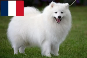 Lire la suite à propos de l’article Éleveurs de Spitz et chiots à la Réunion
