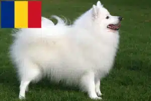 Lire la suite à propos de l’article Éleveurs de spitz et chiots en Roumanie