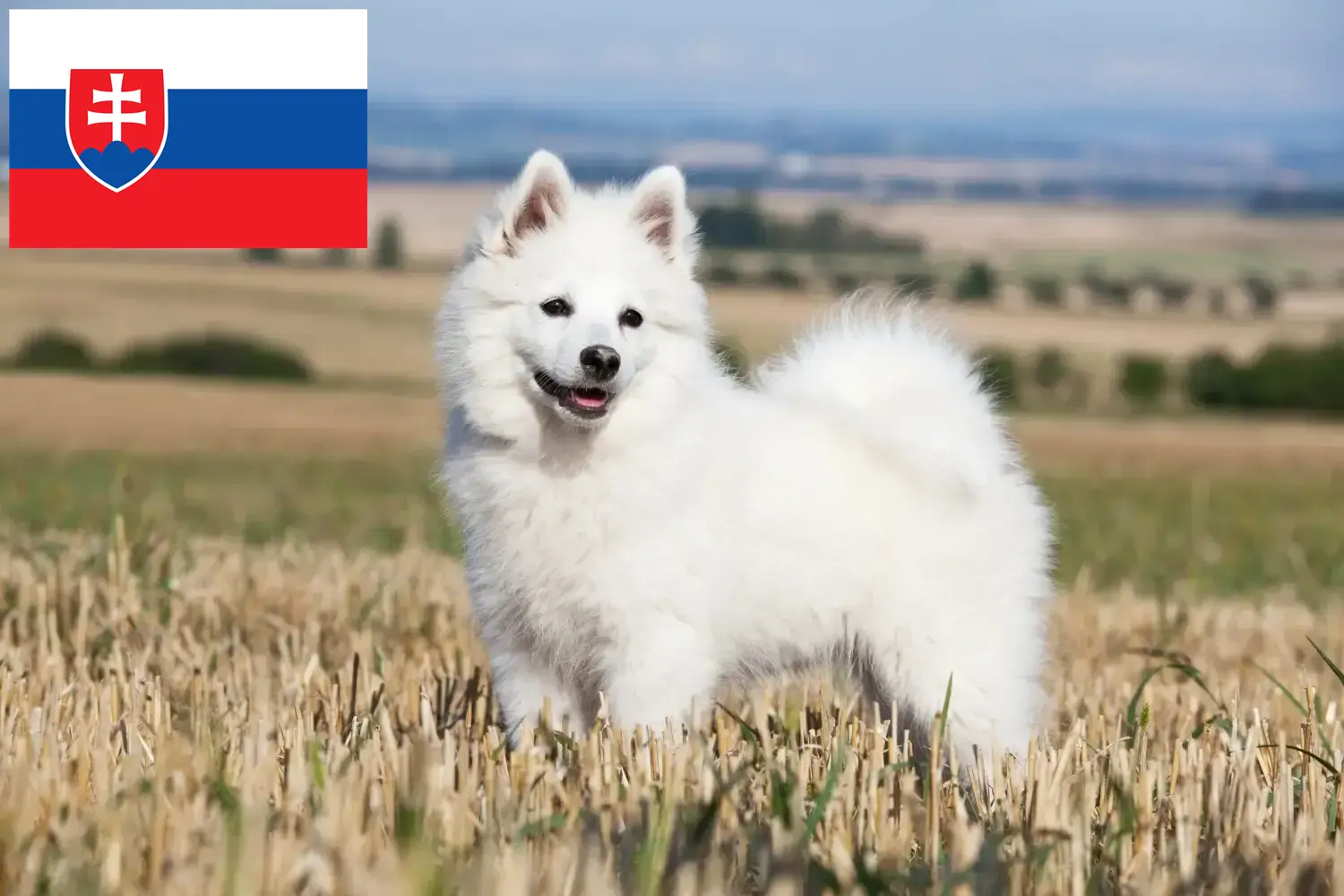 Spitz chiots et éleveurs Slovaquie Ici, tu trouveras des éleveurs de pointe en Slovaquie.