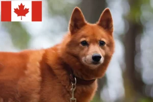 Lire la suite à propos de l’article Éleveurs de Finnois et chiots au Canada