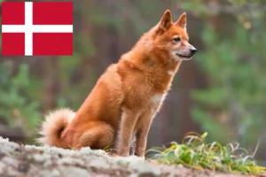 Lire la suite à propos de l’article Finnois Spitz Éleveurs et chiots au Danemark
