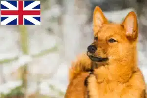 Lire la suite à propos de l’article Éleveurs de Finnois et chiots en Grande-Bretagne
