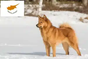 Lire la suite à propos de l’article Éleveurs de Finnois et chiots à Chypre