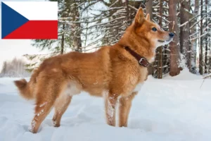 Lire la suite à propos de l’article Finnois Spitz Éleveurs et chiots en République tchèque