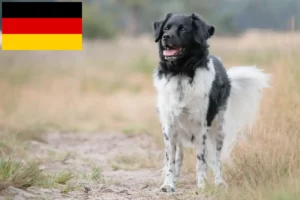 Lire la suite à propos de l’article Éleveurs et chiots Stabij en Allemagne