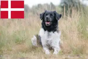 Lire la suite à propos de l’article Stabij éleveurs et chiots au Danemark