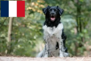 Lire la suite à propos de l’article Stabij éleveurs et chiots en France