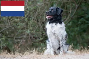 Lire la suite à propos de l’article Stabij éleveurs et chiots aux Pays-Bas