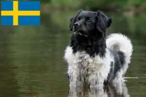 Lire la suite à propos de l’article Éleveurs et chiots Stabij en Suède