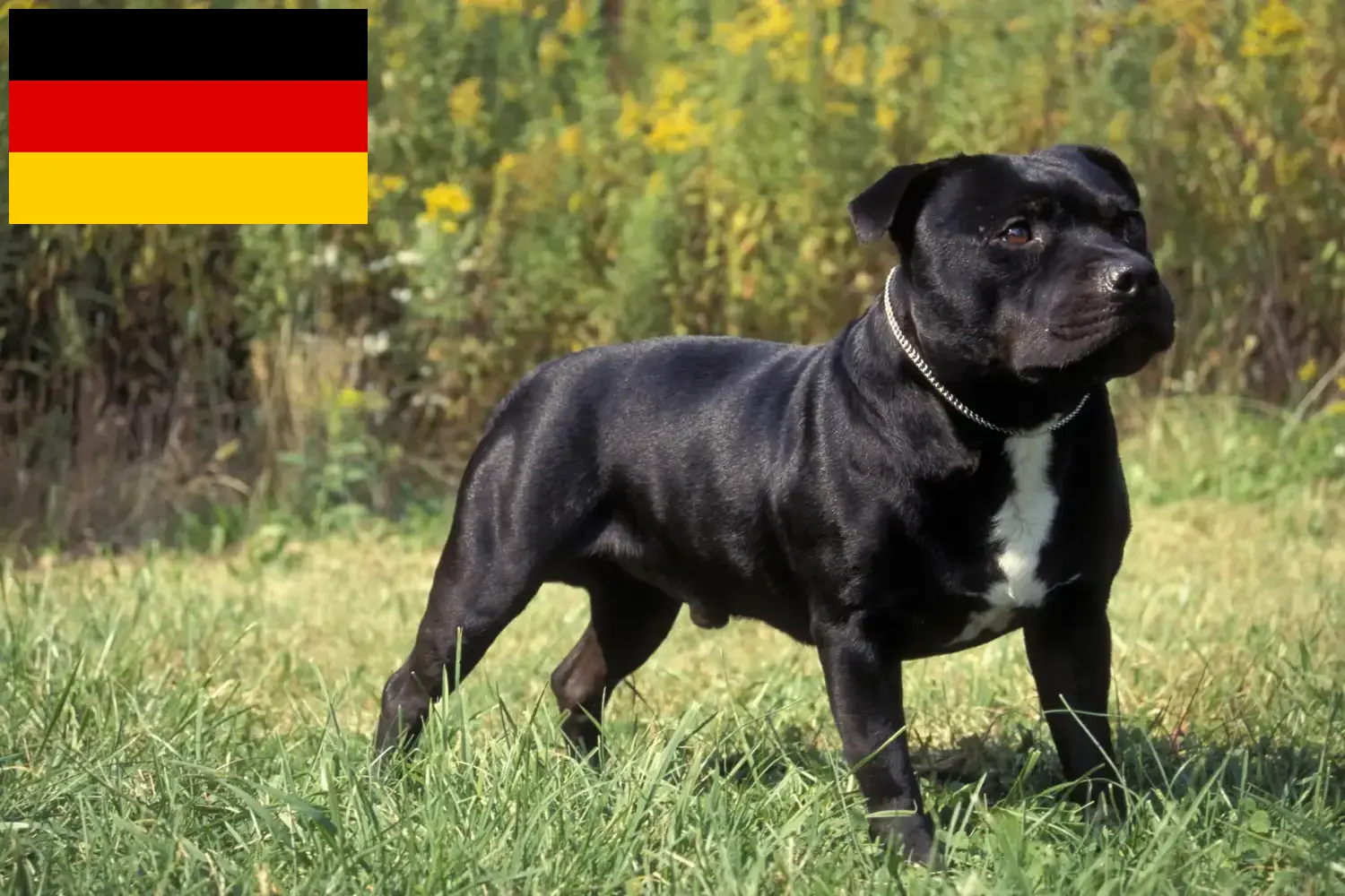 Staffordshire Bull Terrier chiots et éleveurs Allemagne Ici, tu trouveras des éleveurs de Staffordshire Bull Terrier en Allemagne.