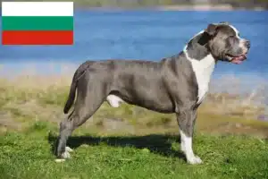 Lire la suite à propos de l’article Éleveurs de Staffordshire Bull Terrier et chiots en Bulgarie