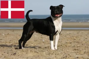 Lire la suite à propos de l’article Éleveurs de Staffordshire Bull Terrier et chiots au Danemark