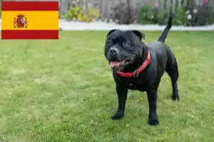 Lire la suite à propos de l’article Éleveurs de Staffordshire Bull Terrier et chiots en Espagne