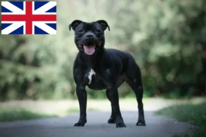 Lire la suite à propos de l’article Éleveurs de Staffordshire Bull Terrier et chiots en Grande-Bretagne