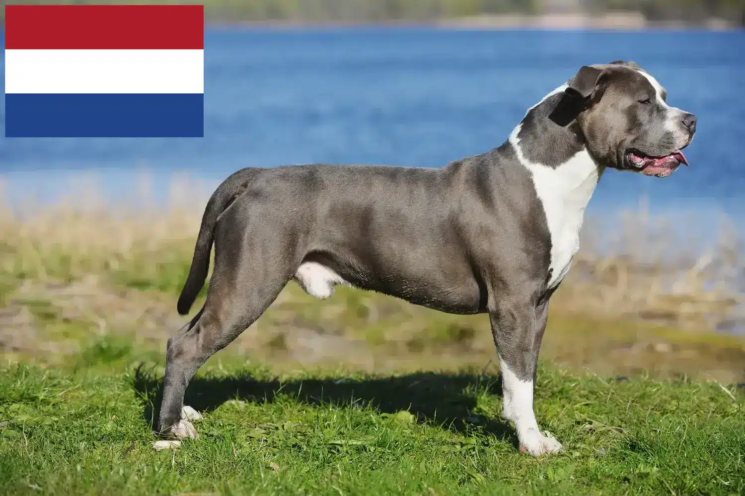 Staffordshire Bull Terrier chiots et éleveurs Pays-Bas Ici, tu trouveras des éleveurs de Staffordshire Bull Terrier aux Pays-Bas.