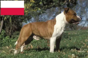 Lire la suite à propos de l’article Éleveurs de Staffordshire Bull Terrier et chiots en Pologne