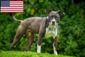 Lire la suite à propos de l’article Éleveurs de Staffordshire Bull Terrier et chiots aux États-Unis