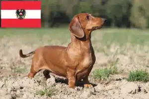 Lire la suite à propos de l’article Éleveurs de teckels et chiots en Autriche