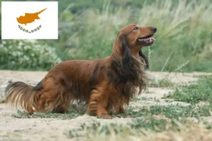 Lire la suite à propos de l’article Éleveurs de teckels et chiots à Chypre