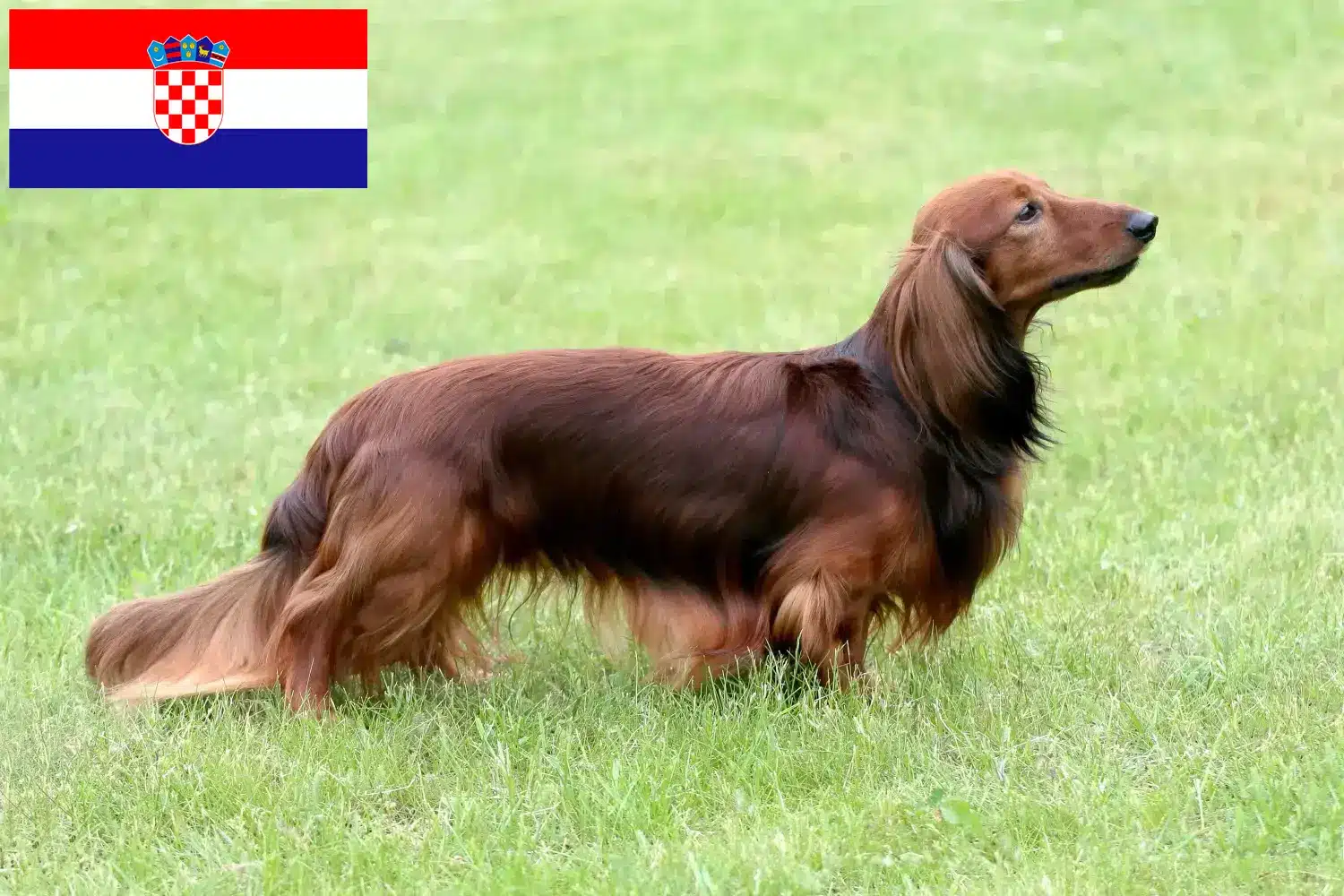 Teckel chiots et éleveurs Croatie Ici, tu trouveras des éleveurs de teckels en Croatie.
