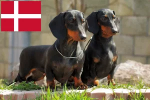 Lire la suite à propos de l’article Éleveurs de teckels et chiots au Danemark