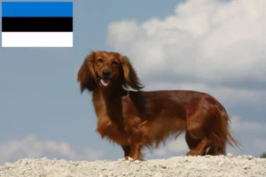 Lire la suite à propos de l’article Éleveurs de teckels et chiots en Estonie