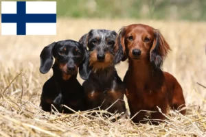 Lire la suite à propos de l’article Éleveurs de teckels et chiots en Finlande