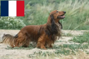 Lire la suite à propos de l’article Éleveurs de teckels et chiots en France